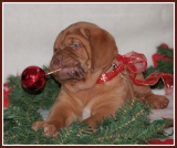 kerst pup6